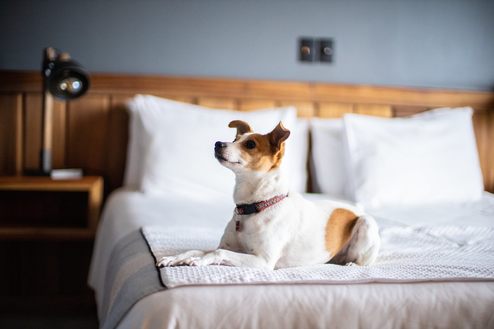 Hotel Bellavista - Imagen 2